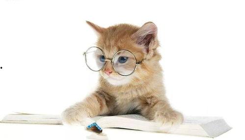 娱乐吃瓜君猫爷,揭秘娱乐圈那些不为人知的幕后故事