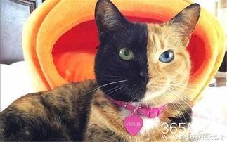 娱乐吃瓜君猫爷,揭秘娱乐圈那些不为人知的幕后故事