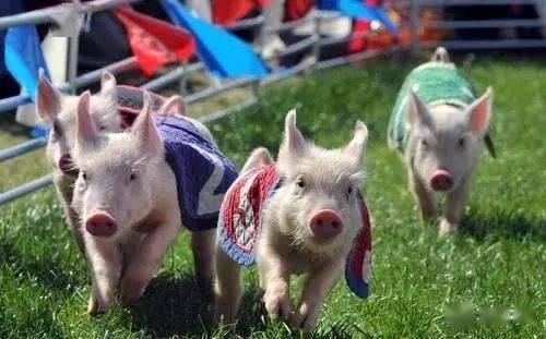 娱乐吃瓜猪衢州,吃瓜群众聚焦猪界风云