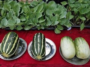 娱乐吃瓜壁纸图,吃瓜群众眼中的明星幕后故事